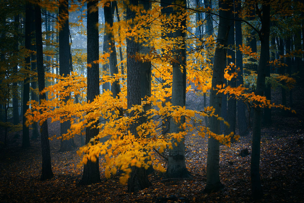 Обои для рабочего стола Осенние деревья от фотографа Janek Sedlar