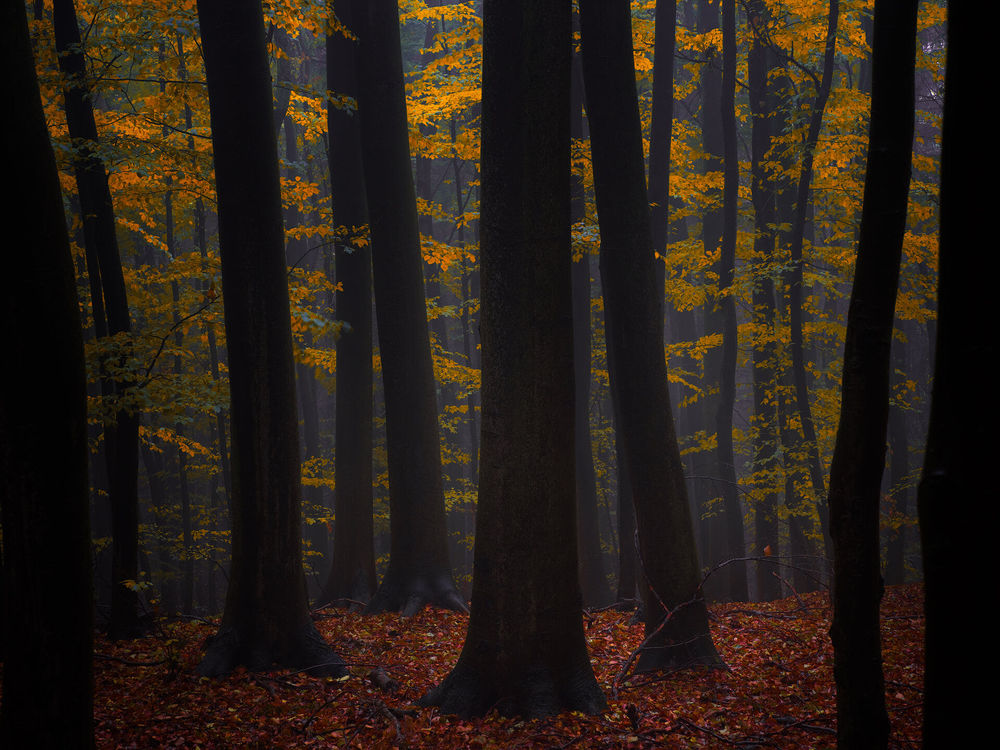 Обои для рабочего стола Осенние деревья от фотографа Janek Sedlar