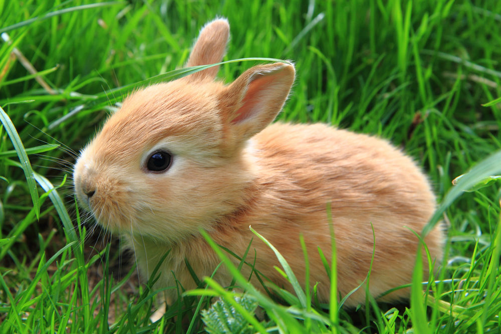 Заяц и кролик фото