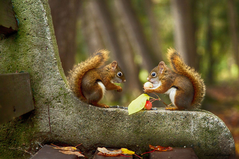 Обои для рабочего стола Две белочки на лавке. Фотограф Andre Villeneuve