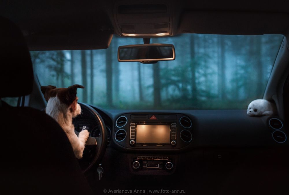 Обои для рабочего стола Собака-путешественница за рулем автомобиля, фотограф Анна Аверьянова