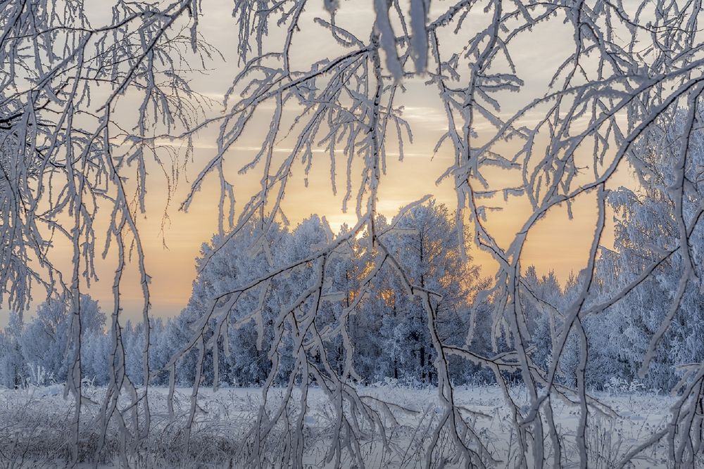 Обои для рабочего стола Зимняя природа сквозь, покрытые инеем, ветки дерева, фотограф Анатолич