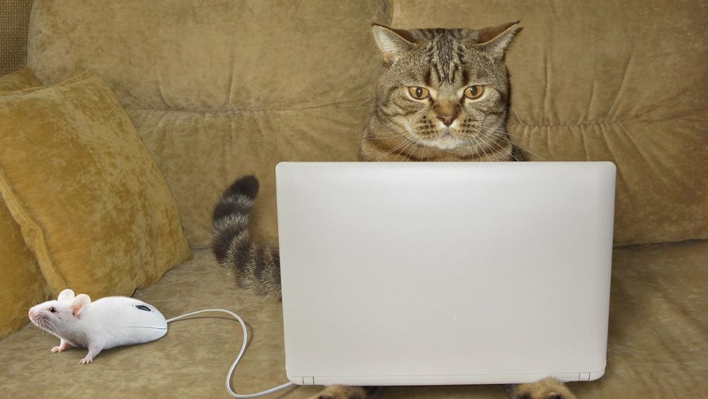 Обои для рабочего стола Кот сидит за ноутбуком, к которому подсоединена живая мышка