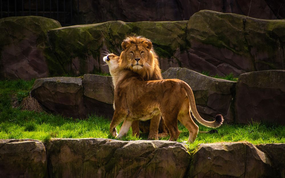 Обои для рабочего стола Лев и львица в зоопарке