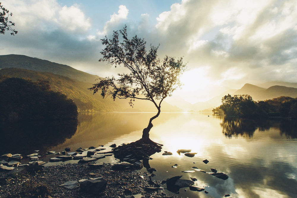 Обои для рабочего стола Яркое солнце освещает дерево на озере. Фотограф Daniel Casson