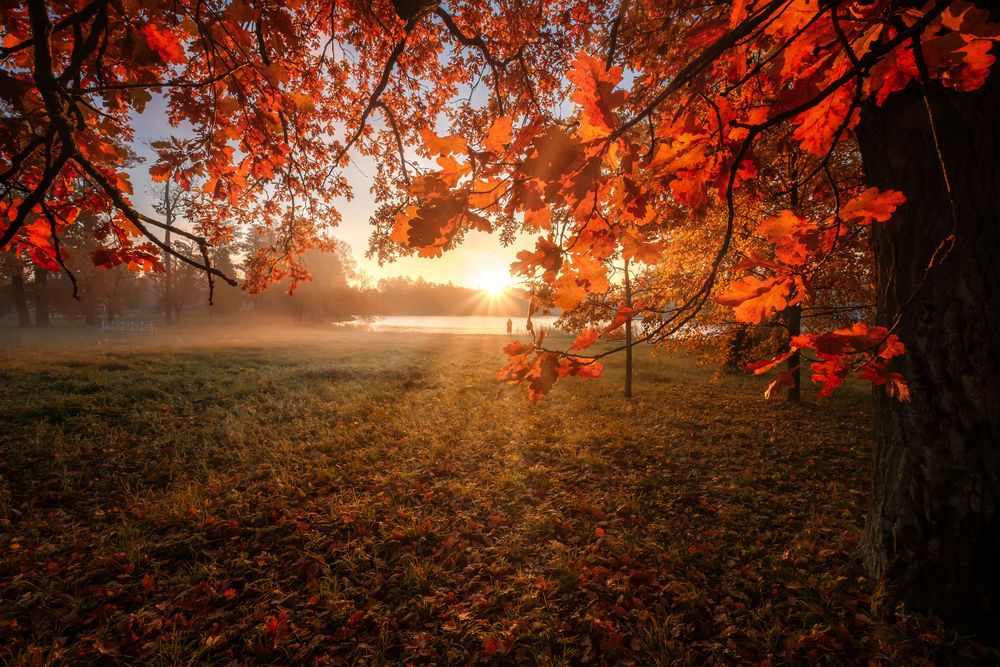Обои для рабочего стола Солнце в листьях, Царское село в октябре. Фотограф Андрей Чиж