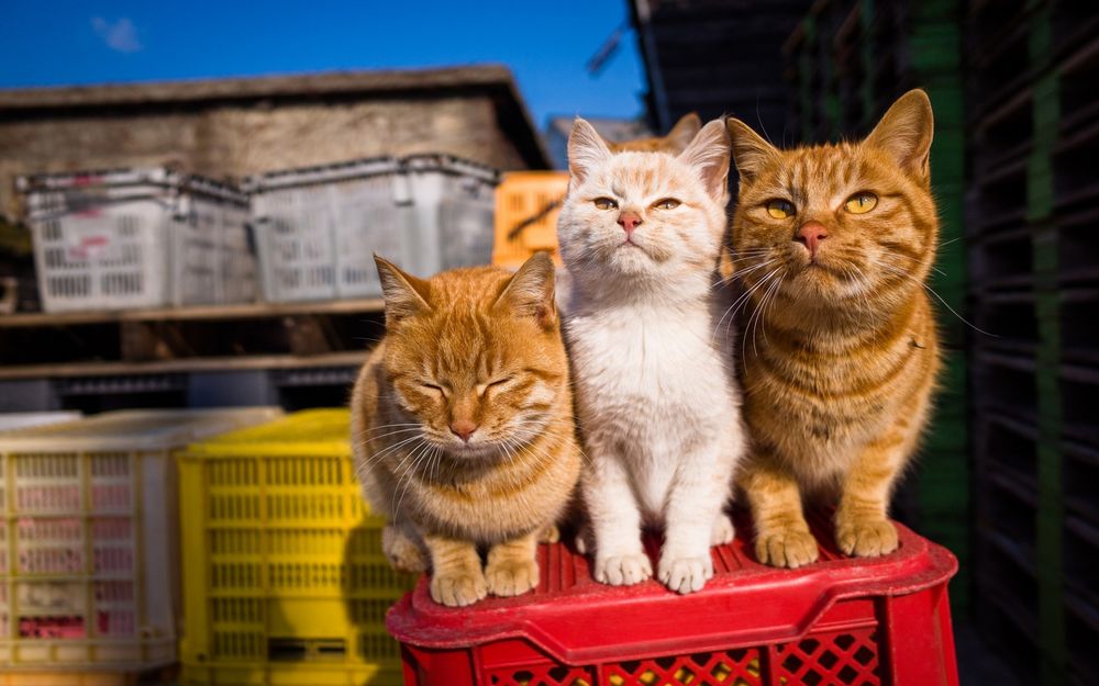 Три кота обои на рабочий стол