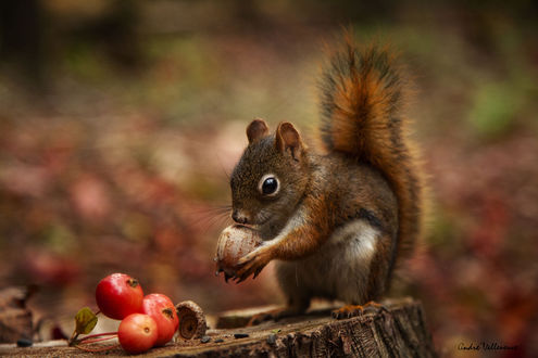 Обои на рабочий стол Белка с желудем в лапках. Фотограф Andre Villeneuve