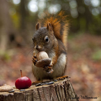 Обои на рабочий стол Белка с желудем на пне с яблоком. Фотограф Andre Villeneuve