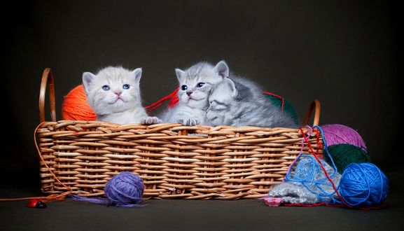Обои на рабочий стол Котята в корзине с клубками ниток