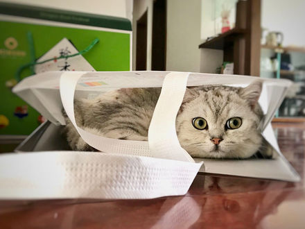 Обои на рабочий стол Кошка лежит в пакете