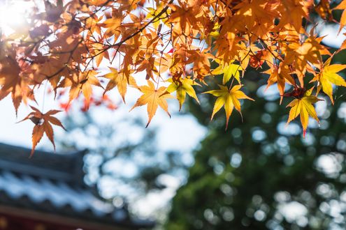Обои на рабочий стол Желтые листья клена на фоне неба, Япония / Japan, фотограф Natthapon Ngamnithiporn
