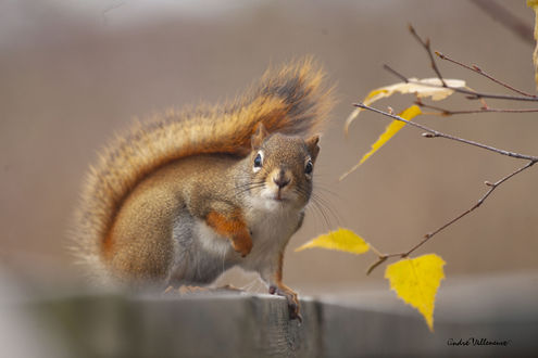 Обои на рабочий стол Белка с веточки с осенними листиками, фотограф Andre Villeneuve
