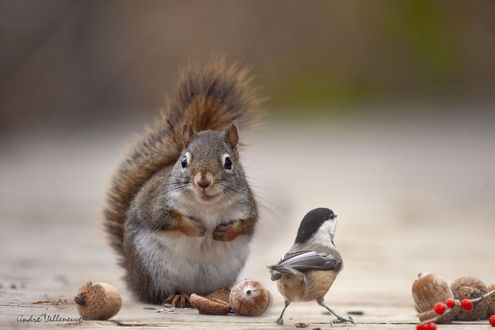 Обои на рабочий стол Белка стоит на задних лапках перед синицей. Фотограф Andre Villeneuve