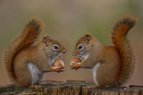 Обои на рабочий стол Две белочки с желудями в лапках, by Andre Villeneuve