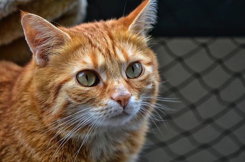 Обои на рабочий стол Рыжая кошка с зелеными глазами, by Alexas_Fotos