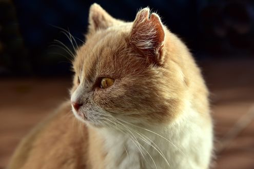 Обои на рабочий стол Рыжая кошка смотрит в сторону