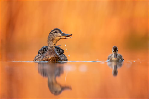 Обои на рабочий стол Утка с утенком плывут по воде, фотограф Georg Scharf