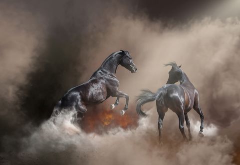 Обои на рабочий стол Два вороных коня в дыму