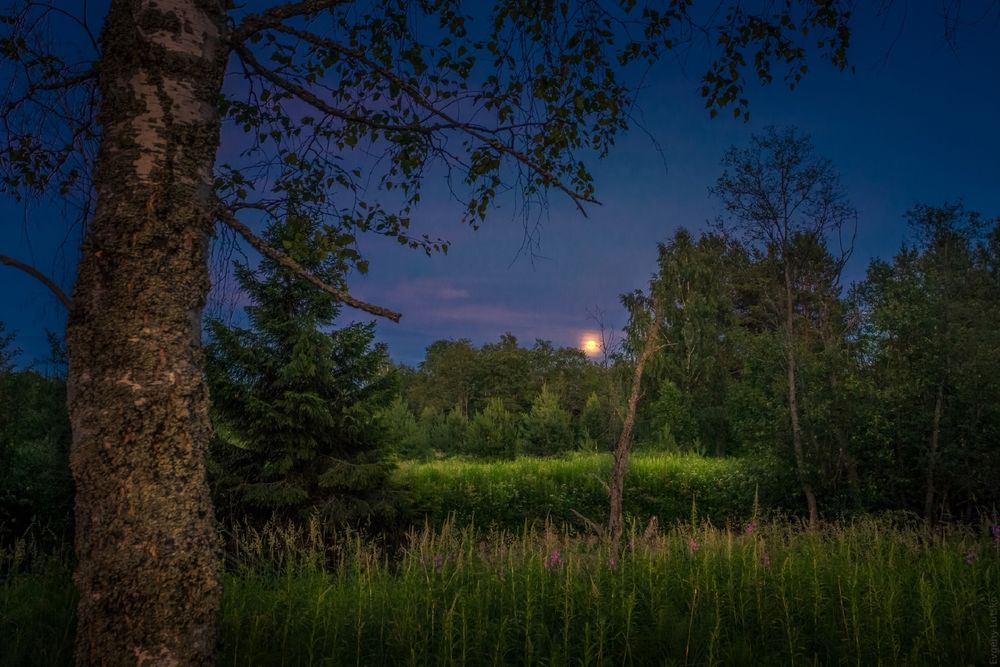 Обои для рабочего стола Природа летом перед рассветом на фоне луны в небе, фотограф Евгений Луцко