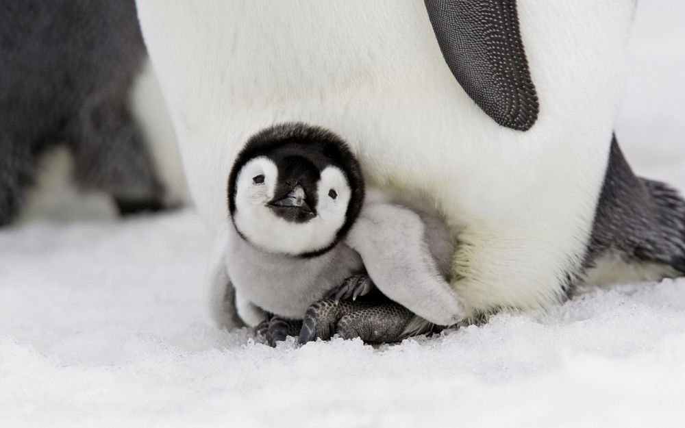 Обои для рабочего стола Маленький пингвиненок греется в ногах у матери