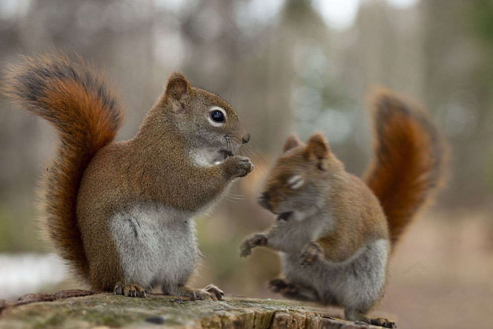 Обои для рабочего стола Две белки сидят на пне, by Andre Villeneuve
