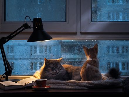 Обои на рабочий стол Кошка с котенком на окне, за которым идет дождь