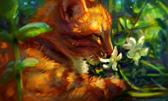 Обои на рабочий стол Рыжий кот нюхает белые цветы, by Meorow