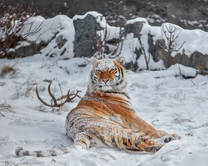 Обои на рабочий стол Амурская тигрица лежит на снегу. Фотограф Олег Богданов