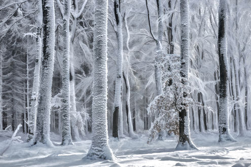 Обои на рабочий стол Зимний лес, фотограф by Lars van de Goor