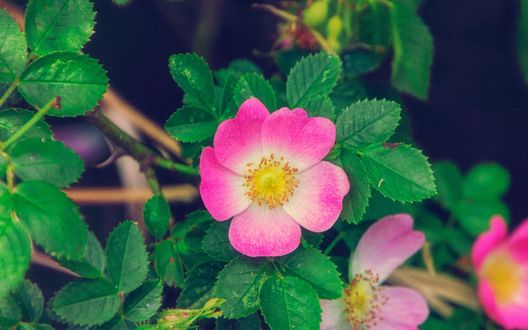 Обои на рабочий стол Розовые цветы шиповника