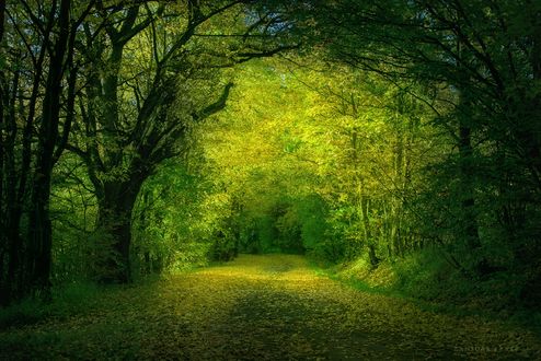 Обои на рабочий стол Аллея осенью, Czech Republic / Чехия, фотограф Zanfoar