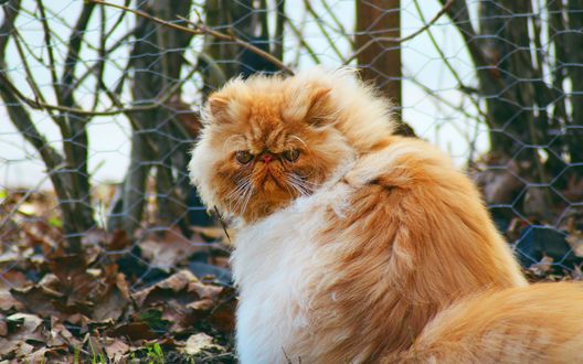 Обои на рабочий стол Рыжий пушистый персидский кот сидит на осенней листве