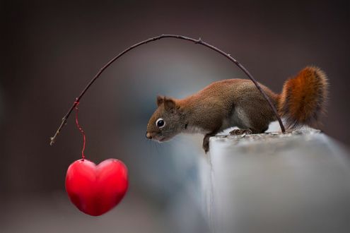 Обои на рабочий стол Белка смотрит на сердечко. привязанное к палке, by Andre Villeneuve