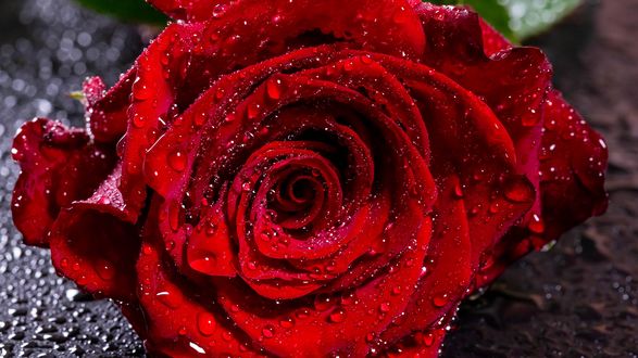 Обои на рабочий стол Красная роза в каплях росы