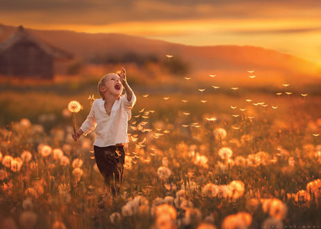 Обои на рабочий стол Радостный мальчик в поле с отцветшими одуванчиками, by Lisa Holloway