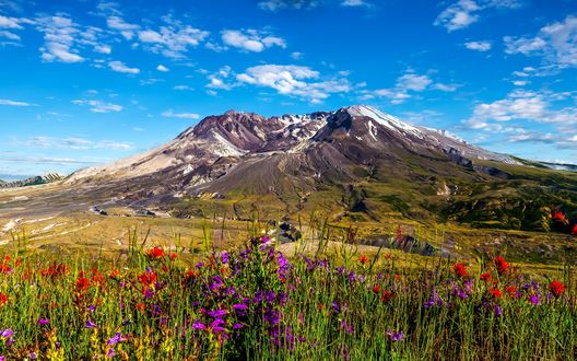 Обои на рабочий стол Цветочный луг на фоне горы Mount St. Helens, Washington / Cент-Хеленс, Вашингтон в солнечный день. Фотограф Steve Henrickson