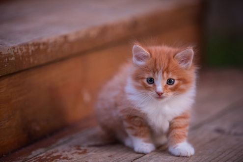 Обои на рабочий стол Рыжий котенок сидит на деревянной лестнице