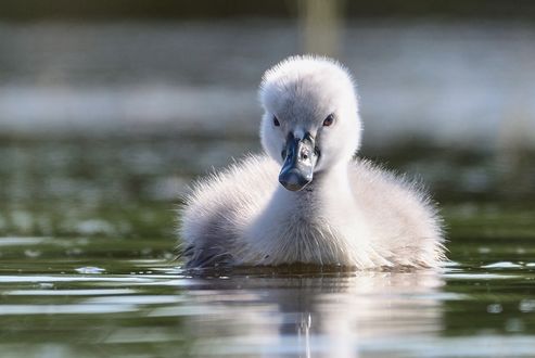 Обои на рабочий стол Маленький mute swan / лебедь-шипун на воде, фотограф Димитър Русев