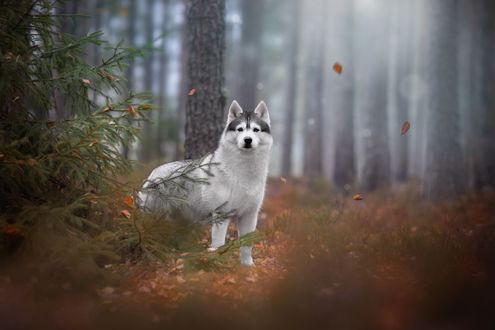 Обои на рабочий стол Лайка в осеннем лесу. Фотограф Светлана Писарева