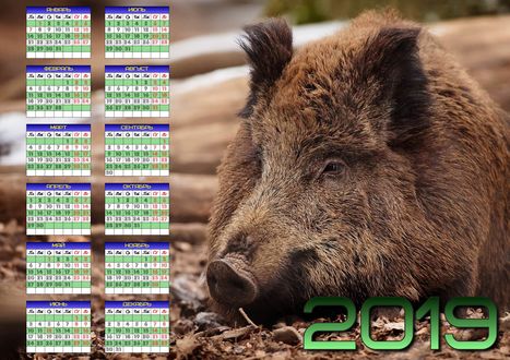 Обои на рабочий стол Календарь на 2019 год с кабанчиком