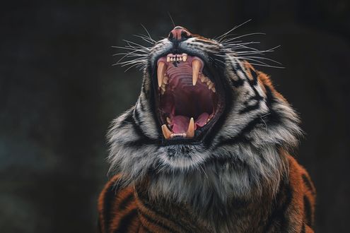 Обои на рабочий стол Рычащий тигр на размытом фоне