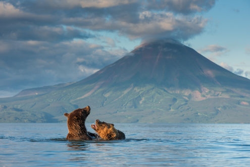 Обои на рабочий стол Два медведя в море на фоне сопки на Камчатке, Курилы, фотограф Антон Агарков