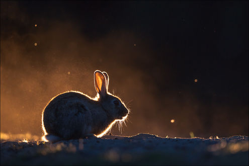 Обои на рабочий стол Кролик на снегу, by Georg Scharf