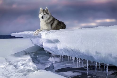 Обои на рабочий стол Сибирский хаски отдыхает на льдине, фотограф Андрей Ершов
