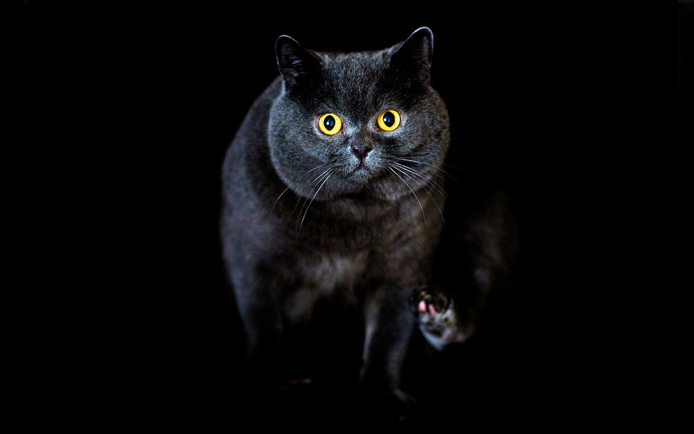 Британские котята черные [79 фото]