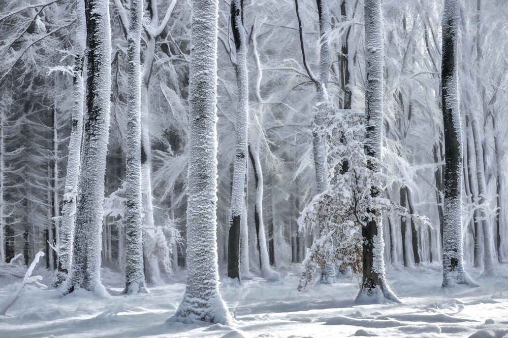 Обои для рабочего стола Зимний лес, фотограф by Lars van de Goor