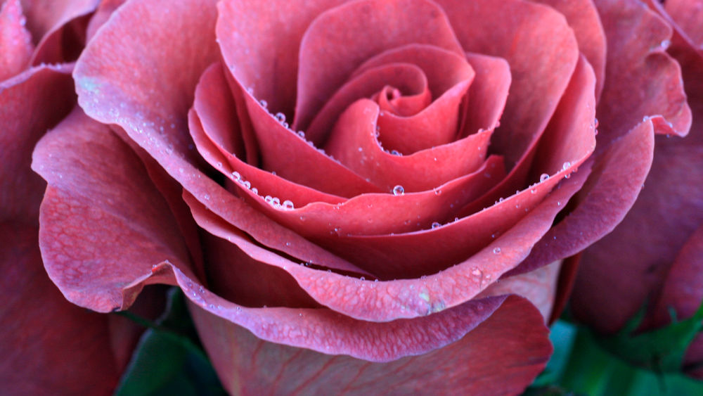 Обои для рабочего стола Розовая роза в каплях росы