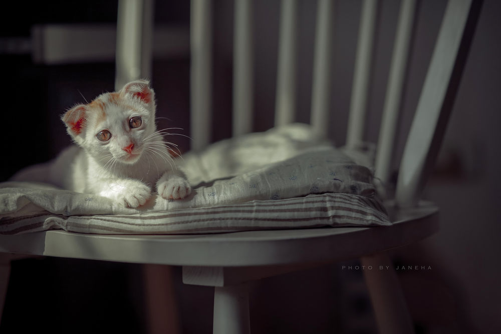 Обои для рабочего стола Кошка лежит на стуле. Фотограф Jane Ha