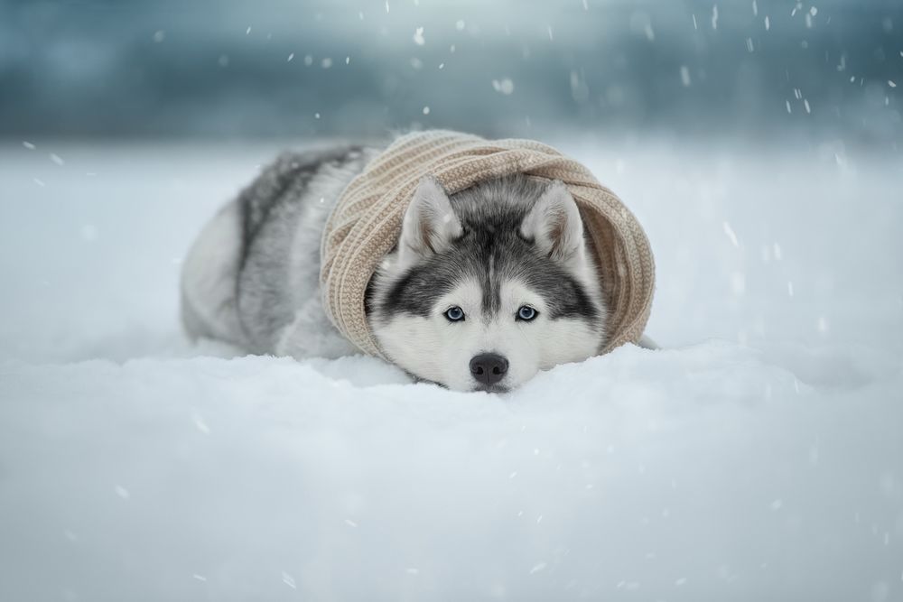 Обои для рабочего стола Собака породы хаски в шарфе лежит в снегу. Фотограф Светлана Писарева